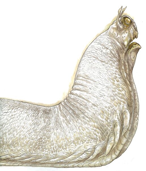 File:Giant Swamp Slug.jpg