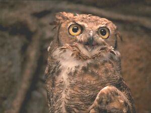 Lograys owl.jpg