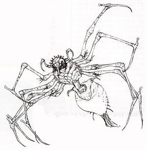 Purella egas.jpg
