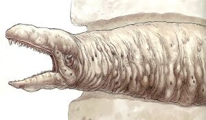 SpaceSlug-woswfg.jpg