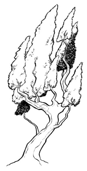 Kaha tree.jpg