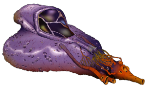 Coralskipper-NEGVV.png