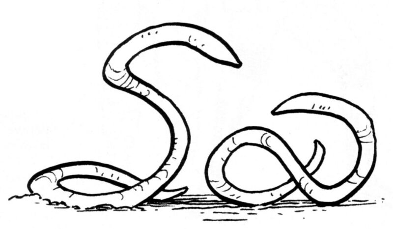 File:Ylesian white worm.jpg