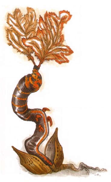 File:Shadow barnacle.jpg