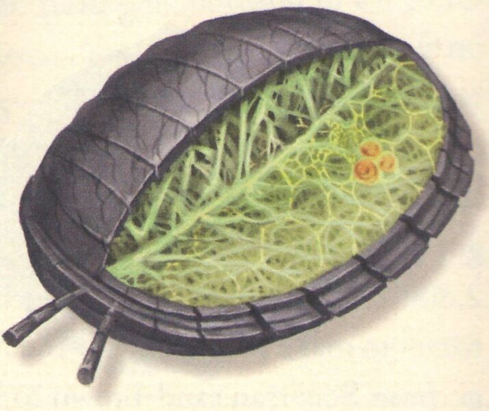 File:Mimbrane cross section.jpg