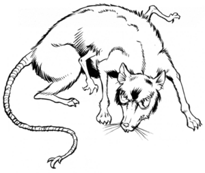 Eriaduan rat.png