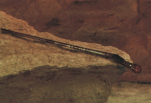 URoRRuRRRHuntingRifle-ANewHopeLimited.png