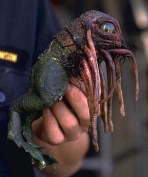 KlatooinePaddyFrog.jpg