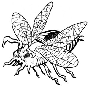 Piranha beetle.jpg