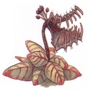 Tooke-trap plant.jpg