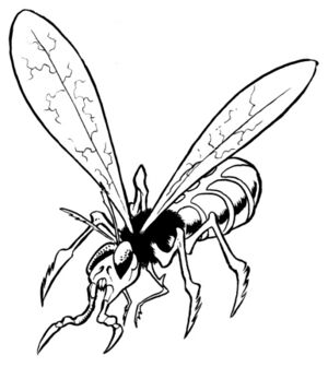 Sacorrian grain fly.jpg