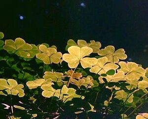 Clover.jpg
