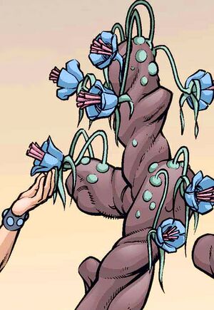 Succulosum Azure.jpg