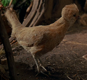 Endorian chicken.png
