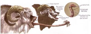 Bantha tongue.jpg