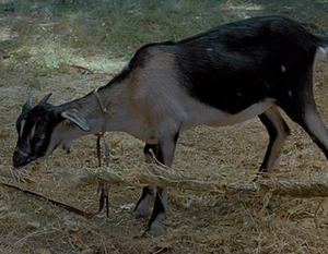 Endorian goat.png
