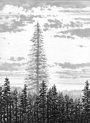 Endor Father Tree.jpg