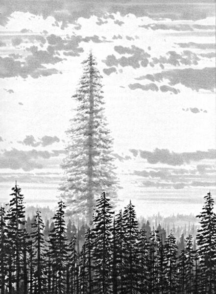 File:Endor Father Tree.jpg