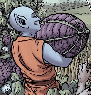 Beelpop melons.jpg