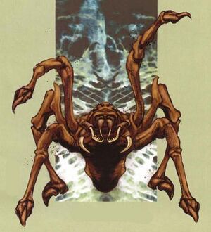 RearingSpider.jpg
