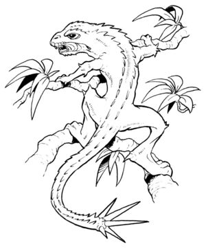 Borleian imooda.jpg