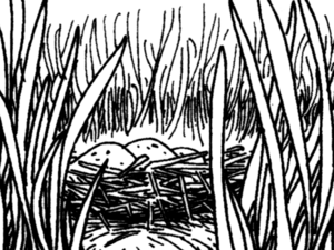 Goa lawah nest.png