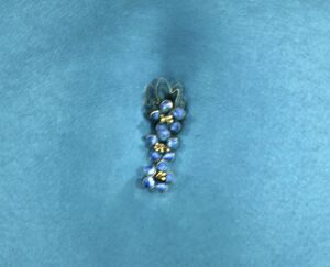 Aayla bellybutton.jpg