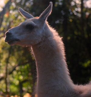 Llama.jpg