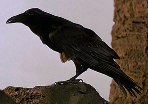 Raven-BFE.png