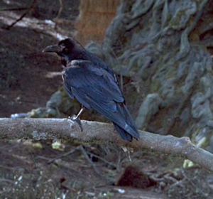 Ravencharal.png