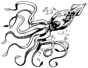 Squid.jpg