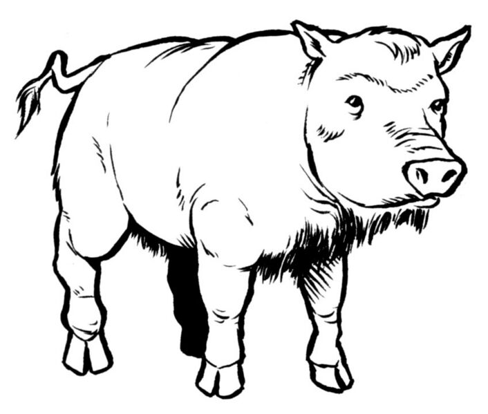 File:Roba.jpg