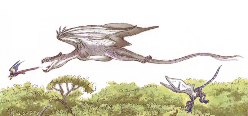 File:Accipiptero.jpg