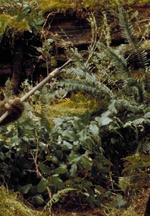 Endor plants.jpg