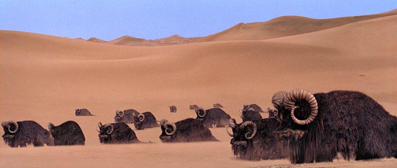 File:Bantha herd.png