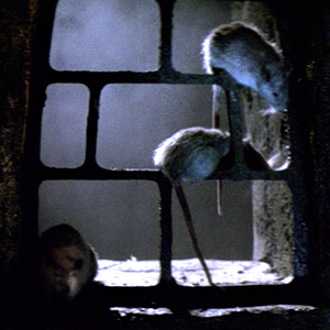 Movie rats.png